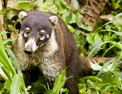 �������� ��� :: ������ (coati) ���� 6