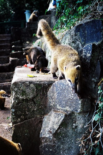 �������� ��� :: ������ (coati) ���� 7