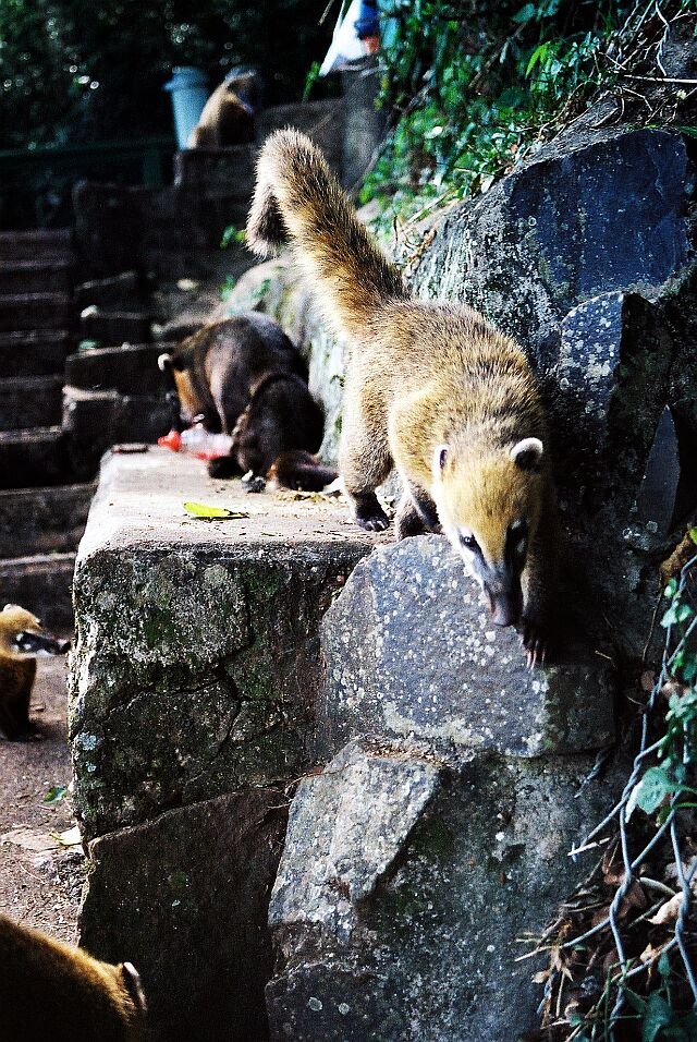 �������� ��� :: ������ (coati) :: ���������� 1