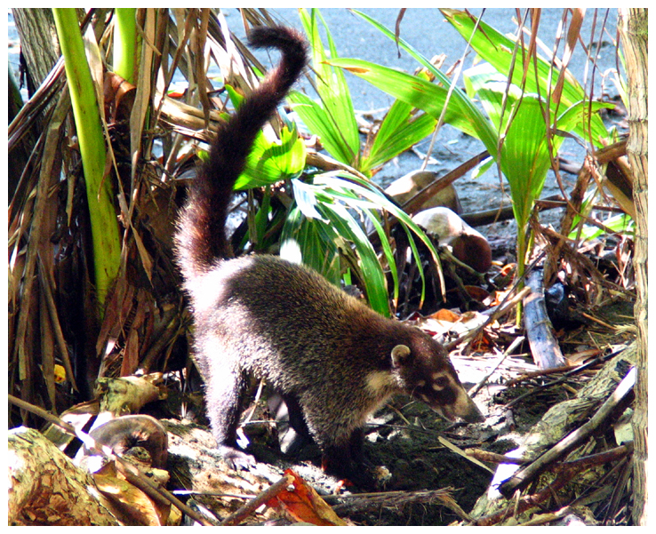 �������� ��� :: ������ (coati) :: ���������� 1