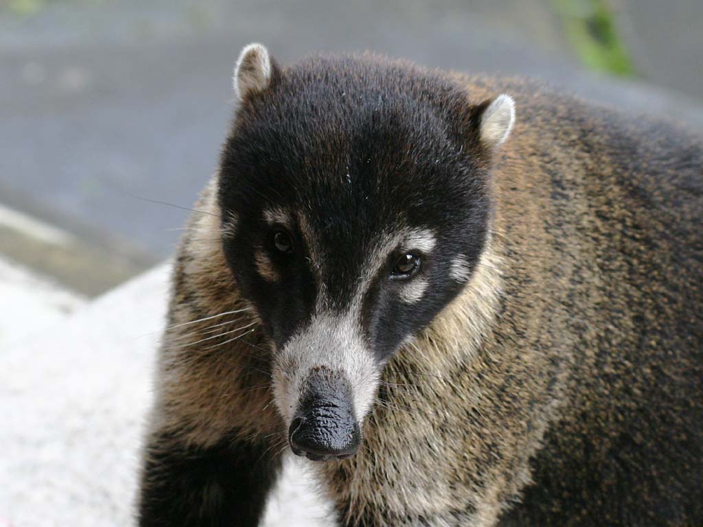 �������� ��� :: ������ (coati) :: ���������� 1