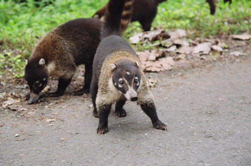 �������� ��� :: ������ (coati) ���� 10