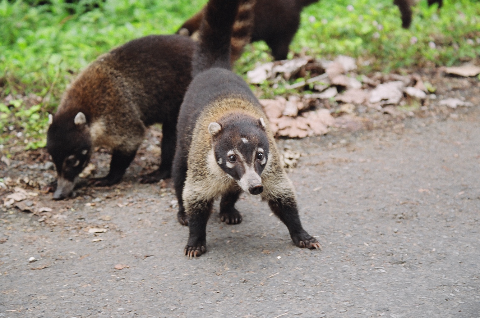 �������� ��� :: ������ (coati) :: ���������� 1