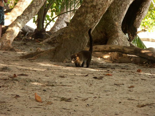 �������� ��� :: ������ (coati) ���� 11
