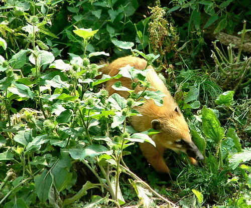 �������� ��� :: ������ (coati) ���� 12