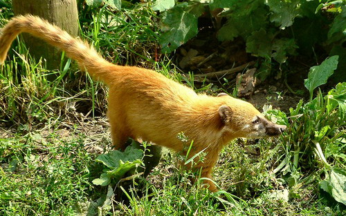 �������� ��� :: ������ (coati) ���� 13