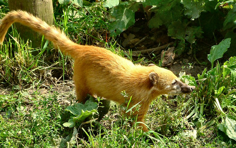 �������� ��� :: ������ (coati) :: ���������� 1