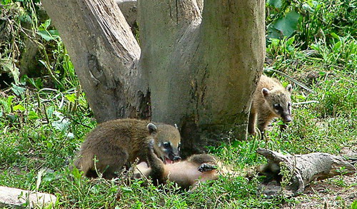 �������� ��� :: ������ (coati) ���� 14