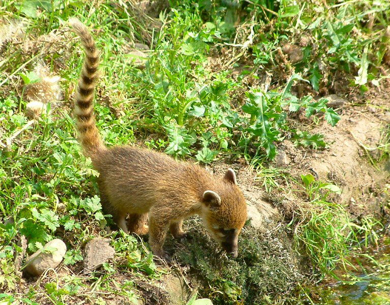 �������� ��� :: ������ (coati) :: ���������� 1