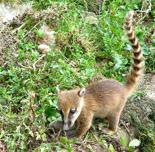 �������� ��� :: ������ (coati) :: ���������� 1