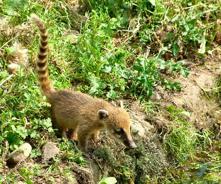 �������� ��� :: ������ (coati) :: ���������� 1