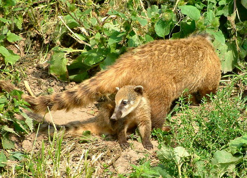 �������� ��� :: ������ (coati) ���� 18