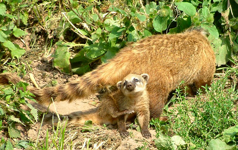 �������� ��� :: ������ (coati) :: ���������� 1