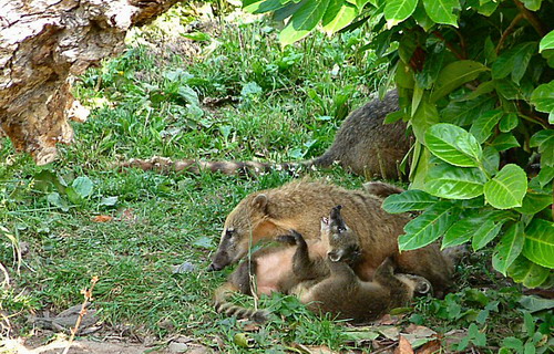 �������� ��� :: ������ (coati) ���� 20
