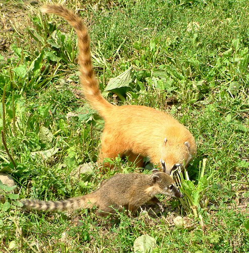 �������� ��� :: ������ (coati) ���� 21