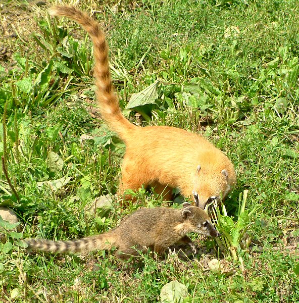 �������� ��� :: ������ (coati) :: ���������� 1