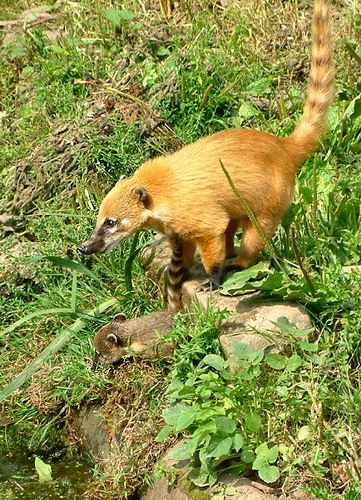 �������� ��� :: ������ (coati) ���� 22