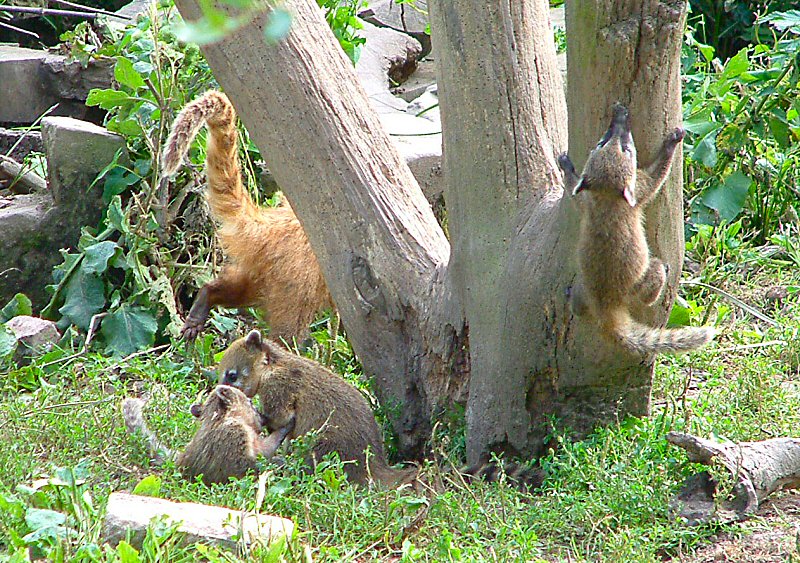�������� ��� :: ������ (coati) :: ���������� 1