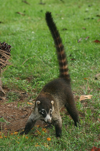 �������� ��� :: ������ (coati) ���� 24