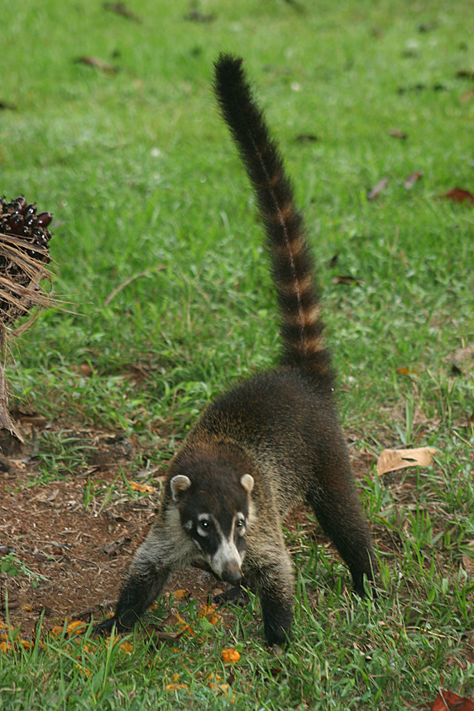 �������� ��� :: ������ (coati) :: ���������� 1