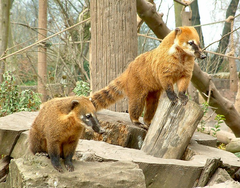 �������� ��� :: ������ (coati) :: ���������� 1