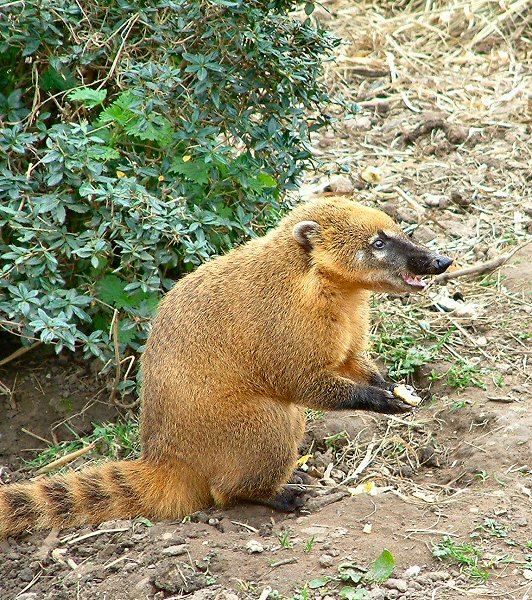 �������� ��� :: ������ (coati) :: ���������� 1