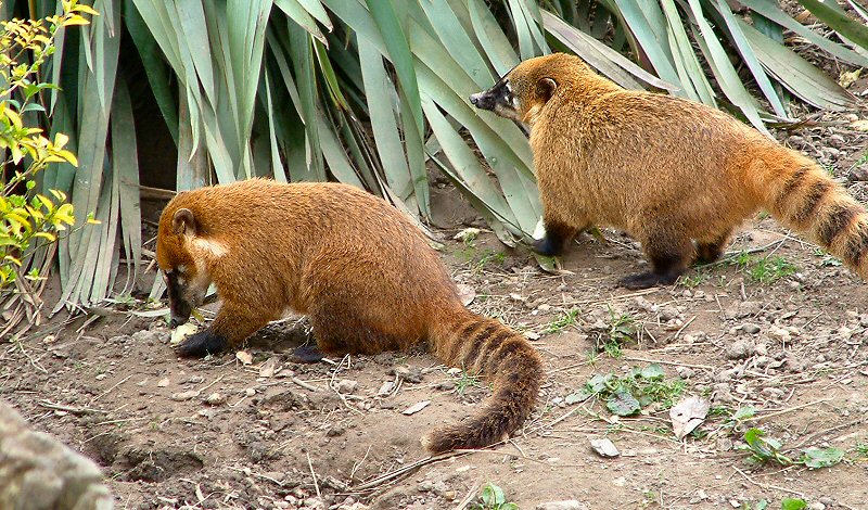 �������� ��� :: ������ (coati) :: ���������� 1