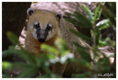 �������� ��� :: ������ (coati) ���� 28