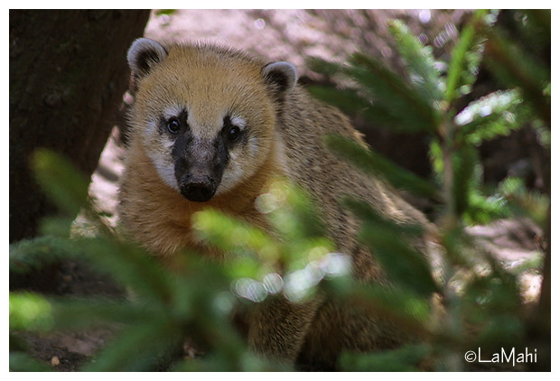 �������� ��� :: ������ (coati) :: ���������� 1