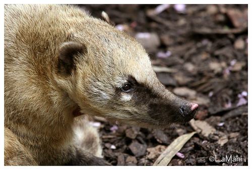 �������� ��� :: ������ (coati) ���� 29