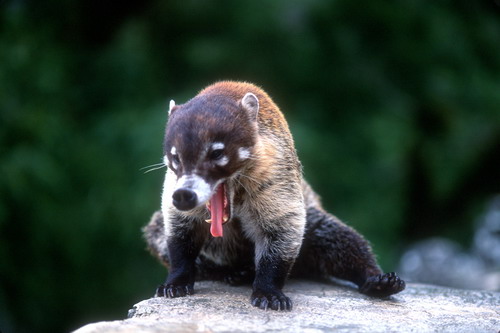 �������� ��� :: ������ (coati) ���� 30