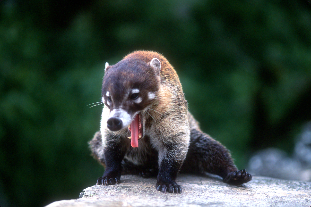 �������� ��� :: ������ (coati) :: ���������� 1