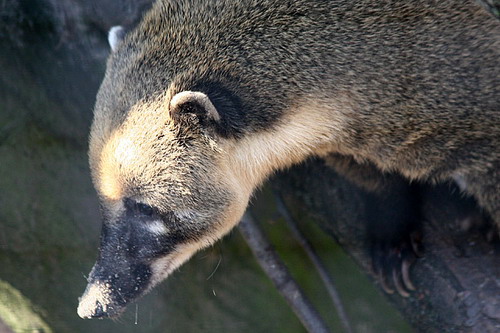 �������� ��� :: ������ (coati) ���� 31