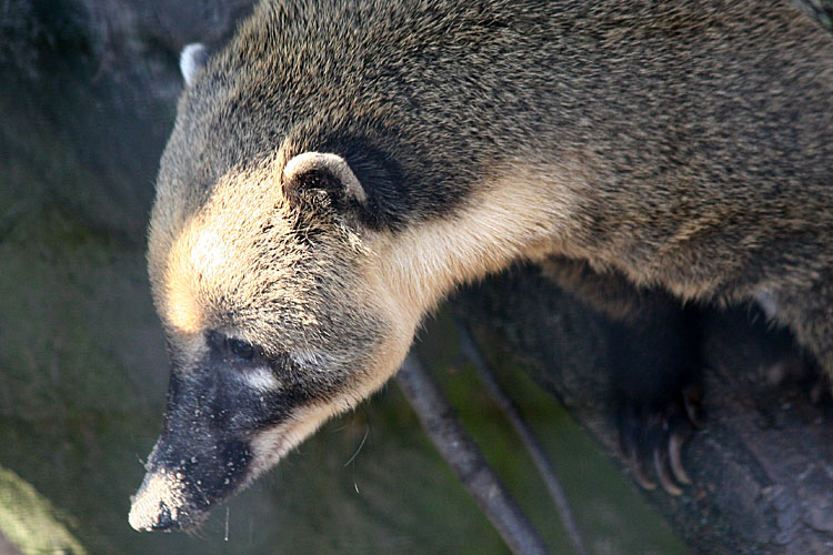 �������� ��� :: ������ (coati) :: ���������� 1