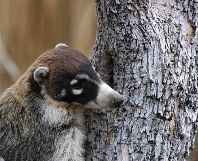 �������� ��� :: ������ (coati) :: ���������� 1