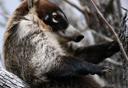 �������� ��� :: ������ (coati) ���� 33