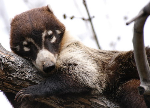 �������� ��� :: ������ (coati) ���� 34