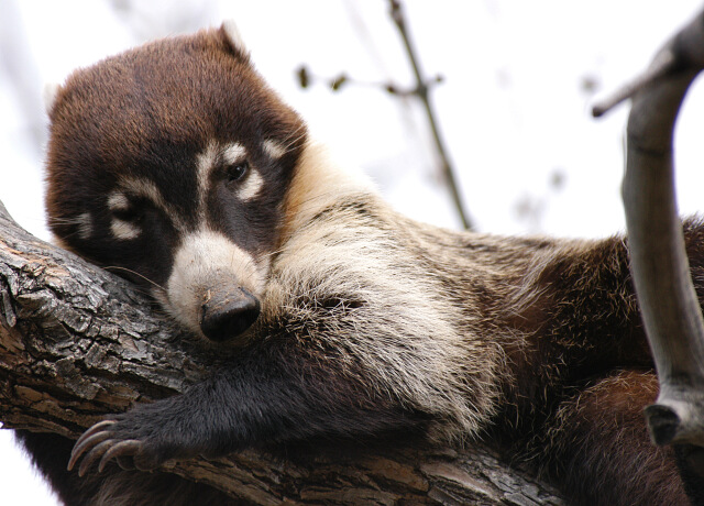 �������� ��� :: ������ (coati) :: ���������� 1