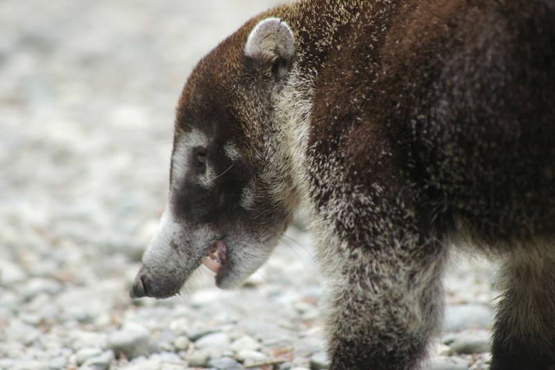 �������� ��� :: ������ (coati) :: ���������� 1