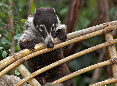 �������� ��� :: ������ (coati) ���� 36