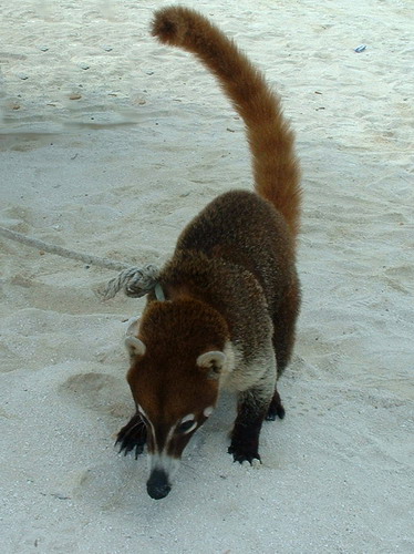 �������� ��� :: ������ (coati) ���� 37