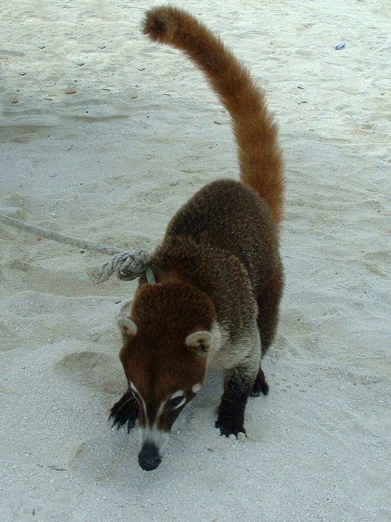 �������� ��� :: ������ (coati) :: ���������� 1