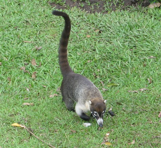�������� ��� :: ������ (coati) :: ���������� 1