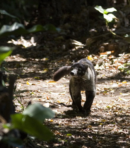 �������� ��� :: ������ (coati) ���� 39