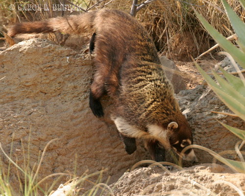 �������� ��� :: ������ (coati) ���� 40