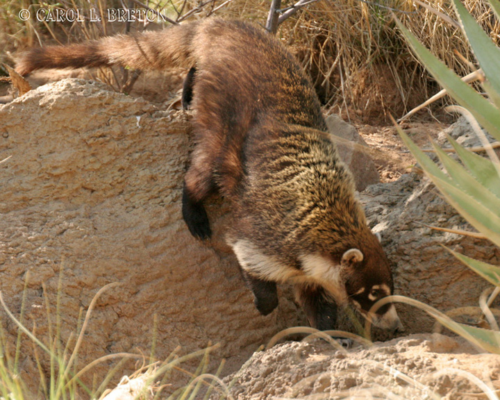�������� ��� :: ������ (coati) :: ���������� 1