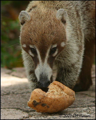�������� ��� :: ������ (coati) ���� 41