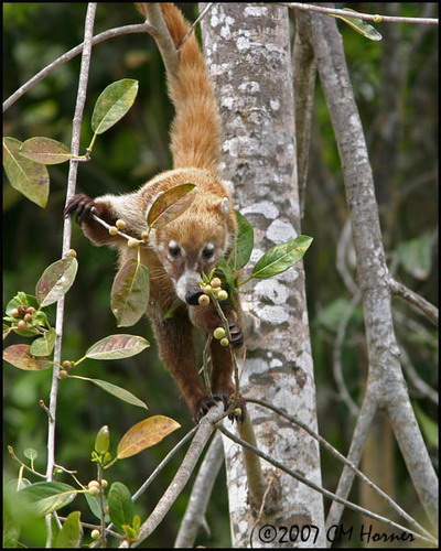 �������� ��� :: ������ (coati) ���� 42