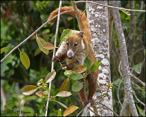 �������� ��� :: ������ (coati) ���� 43