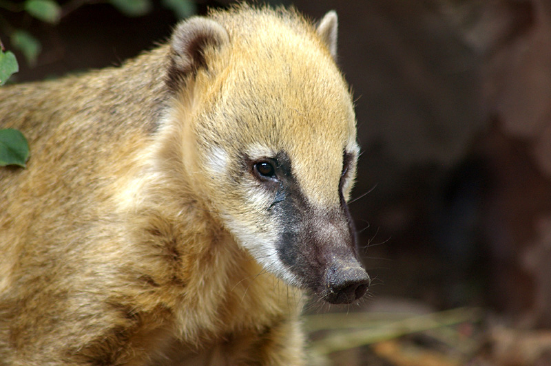 �������� ��� :: ������ (coati) :: ���������� 1